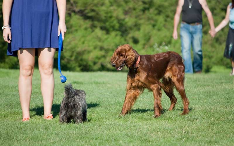 Le premier parc canin de la Presqu’île verra le jour à Guérande